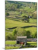 Traditional Barns and Dry Stone Walls in Swaledale, Yorkshire Dales National Park, England-John Woodworth-Mounted Photographic Print