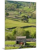 Traditional Barns and Dry Stone Walls in Swaledale, Yorkshire Dales National Park, England-John Woodworth-Mounted Photographic Print