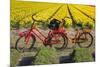 Traditional bicycles, field of tulips, South Holland, Netherlands, Europe-Markus Lange-Mounted Premium Photographic Print