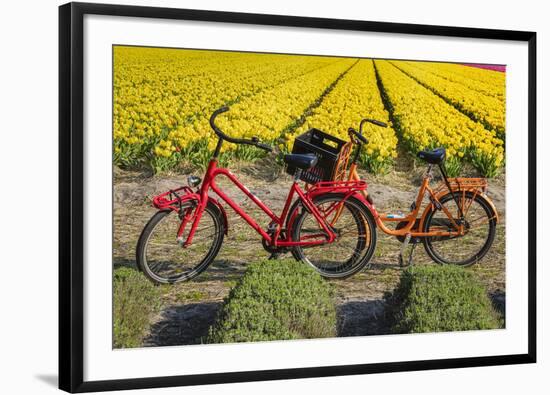 Traditional bicycles, field of tulips, South Holland, Netherlands, Europe-Markus Lange-Framed Photographic Print