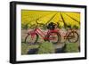 Traditional bicycles, field of tulips, South Holland, Netherlands, Europe-Markus Lange-Framed Photographic Print