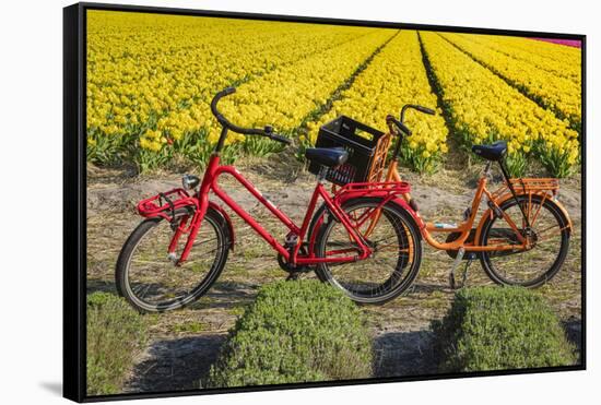 Traditional bicycles, field of tulips, South Holland, Netherlands, Europe-Markus Lange-Framed Stretched Canvas