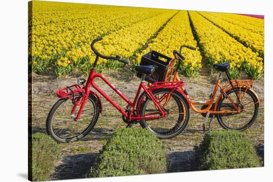 Traditional bicycles, field of tulips, South Holland, Netherlands, Europe-Markus Lange-Stretched Canvas
