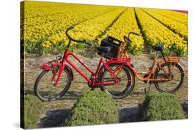 Traditional bicycles, field of tulips, South Holland, Netherlands, Europe-Markus Lange-Stretched Canvas