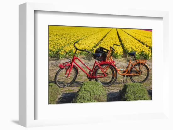 Traditional bicycles, field of tulips, South Holland, Netherlands, Europe-Markus Lange-Framed Photographic Print