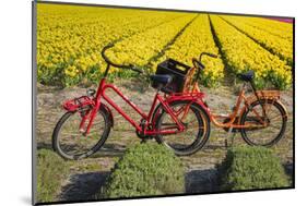 Traditional bicycles, field of tulips, South Holland, Netherlands, Europe-Markus Lange-Mounted Photographic Print