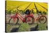 Traditional bicycles, field of tulips, South Holland, Netherlands, Europe-Markus Lange-Stretched Canvas