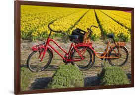 Traditional bicycles, field of tulips, South Holland, Netherlands, Europe-Markus Lange-Framed Photographic Print