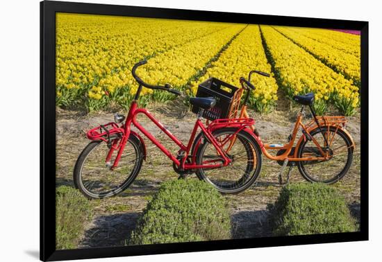 Traditional bicycles, field of tulips, South Holland, Netherlands, Europe-Markus Lange-Framed Photographic Print