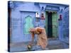 Traditional Blue Architecture, Jodhpur, Rajasthan, India-Doug Pearson-Stretched Canvas