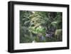 Traditional Boat Moored on the Still Water of the Kerala Backwaters, Kerala, India, Asia-Martin Child-Framed Photographic Print