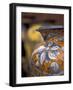 Traditional Earthenware Pottery, Il Chianti, Italy-Walter Bibikow-Framed Photographic Print