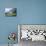 Traditional Farmhouse and Apple Tree in Blossom, Unteraegeri, Switzerland-Rolf Nussbaumer-Mounted Photographic Print displayed on a wall