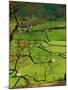 Traditional Farming Valley in Swaledale, Yorkshire Dales National Park, England-Paul Harris-Mounted Premium Photographic Print