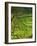 Traditional Farming Valley in Swaledale, Yorkshire Dales National Park, England-Paul Harris-Framed Photographic Print