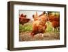 Traditional Free Range Poultry Farming-monticello-Framed Photographic Print