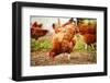 Traditional Free Range Poultry Farming-monticello-Framed Photographic Print