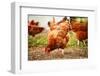 Traditional Free Range Poultry Farming-monticello-Framed Photographic Print