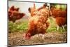 Traditional Free Range Poultry Farming-monticello-Mounted Photographic Print