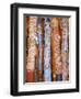 Traditional Hand Painted Colourful Didgeridoos, Australia-Dominic Webster-Framed Photographic Print