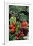Traditional Homemade Pickles, Tomatoes, and Fruit Jam-null-Framed Photographic Print
