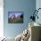 Traditional Houses at Santana, Madeira, Portugal-Hans Peter Merten-Framed Photographic Print displayed on a wall