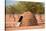 Traditional Huts of Himba People-F.C.G.-Stretched Canvas