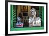 Traditional Puppets in a Window in Sao Joao Del Rei, Minas Gerais, Brazil, South America-Michael Runkel-Framed Photographic Print