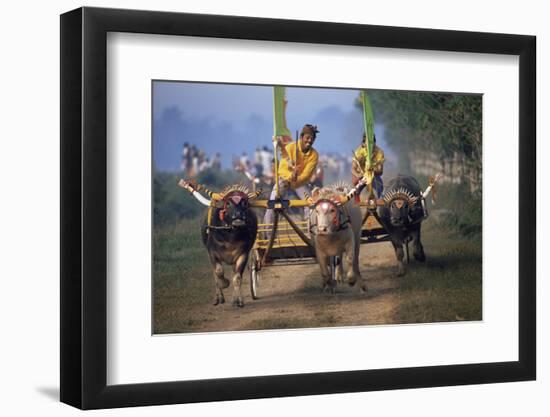 Traditional Racing With Water Buffalo Chariots, Bali, Indonesia-John Downer-Framed Photographic Print