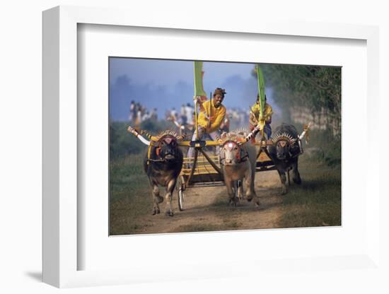 Traditional Racing With Water Buffalo Chariots, Bali, Indonesia-John Downer-Framed Photographic Print