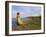 Traditional Reed Boat Uros Island, Flotantes, Lake Titicaca, Peru, South America-Simon Montgomery-Framed Photographic Print