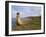 Traditional Reed Boat Uros Island, Flotantes, Lake Titicaca, Peru, South America-Simon Montgomery-Framed Photographic Print