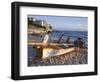 Traditional Row Boat Training for Lifesaving, Bondi Beach, New South Wales (N.S.W.), Australia-D H Webster-Framed Photographic Print