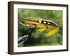 Traditional Salmon Fishing Fly, UK-John Warburton-lee-Framed Photographic Print