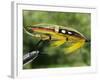 Traditional Salmon Fishing Fly, UK-John Warburton-lee-Framed Photographic Print