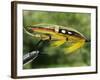 Traditional Salmon Fishing Fly, UK-John Warburton-lee-Framed Photographic Print