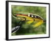 Traditional Salmon Fishing Fly, UK-John Warburton-lee-Framed Photographic Print