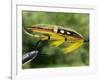 Traditional Salmon Fishing Fly, UK-John Warburton-lee-Framed Photographic Print