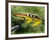 Traditional Salmon Fishing Fly, UK-John Warburton-lee-Framed Photographic Print