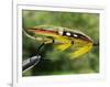 Traditional Salmon Fishing Fly, UK-John Warburton-lee-Framed Photographic Print