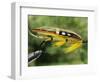 Traditional Salmon Fishing Fly, UK-John Warburton-lee-Framed Photographic Print