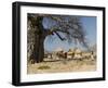 Traditional Settlement and Large Baobab Tree Near Lake Kariba, Zimbabwe, Africa-null-Framed Photographic Print