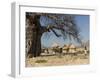 Traditional Settlement and Large Baobab Tree Near Lake Kariba, Zimbabwe, Africa-null-Framed Photographic Print