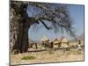Traditional Settlement and Large Baobab Tree Near Lake Kariba, Zimbabwe, Africa-null-Mounted Photographic Print