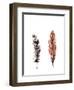 Traditional Sketched Feathers-OnRei-Framed Art Print