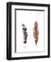 Traditional Sketched Feathers-OnRei-Framed Art Print