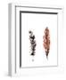 Traditional Sketched Feathers-OnRei-Framed Art Print