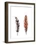 Traditional Sketched Feathers-OnRei-Framed Art Print