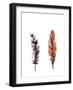 Traditional Sketched Feathers-OnRei-Framed Art Print