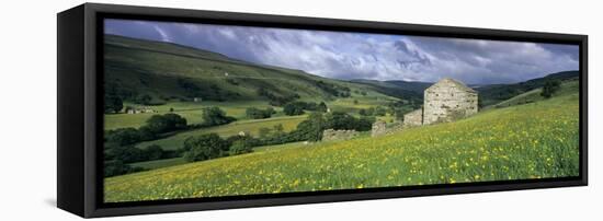 Traditional stone barn and buttercup meadow in Swaledale with stormy sky-Stuart Black-Framed Stretched Canvas